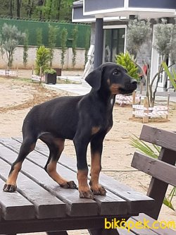 Istanbuldan Satilik Doberman Yavrulari 4