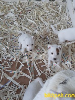 Istanbuldan Satilik Jack Russell Terrier Yavrulari 1