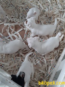 Istanbuldan Satilik Jack Russell Terrier Yavrulari 4