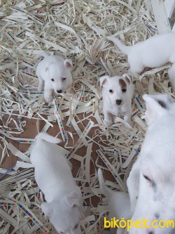 Istanbuldan Satilik Jack Russell Terrier Yavrulari 3