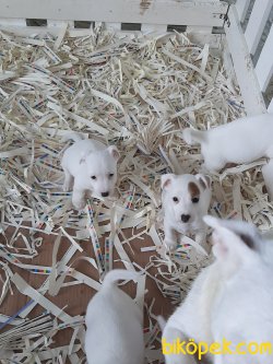 Istanbuldan Satilik Jack Russell Terrier Yavrulari 5