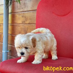 Istanbuldan Satilik Maltipoo Yavrulari 2