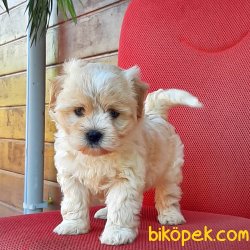 Istanbuldan Satilik Maltipoo Yavrulari 1