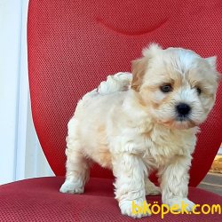 Istanbuldan Satilik Maltipoo Yavrulari 3