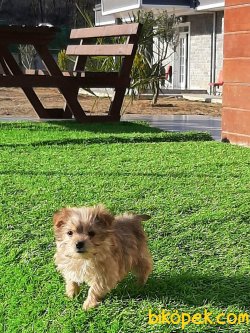 Istanbuldan Satilik Morkie  Yavrulari 5