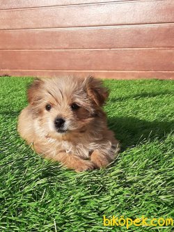 Istanbuldan Satilik Morkie  Yavrulari 4