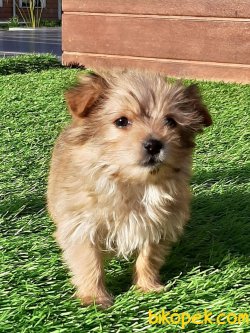 Istanbuldan Satilik Morkie  Yavrulari 3