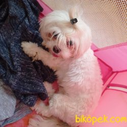 Istanbuldan Satilik Morkie  Yavrulari 1