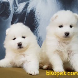 Istanbuldan Satilik Samoyed Yavrulari 2