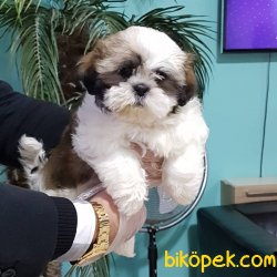 Istanbuldan Satilik Shih Tzu Yavruları 1