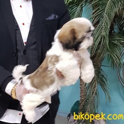 Istanbuldan Satilik Shih Tzu Yavruları 4