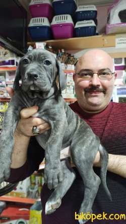 İtalyan Aygırı Cane Corso Özel Renkler Mükemmeller 2