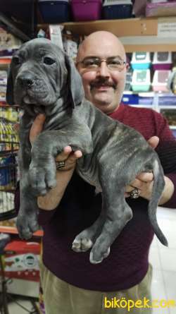 İtalyan Aygırı Cane Corso Özel Renkler Mükemmeller 5