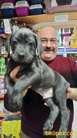İtalyan Aygırı Cane Corso Özel Renkler Mükemmeller 1