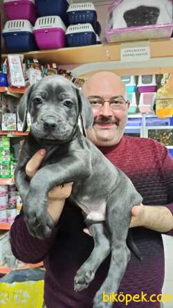 İtalyan Aygırı Cane Corso Özel Renkler Mükemmeller 3