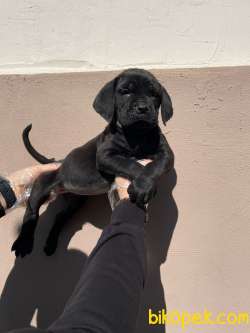 İTALYAN MASTİFFİ CANE CORSO YAVRULARIMIZ 4
