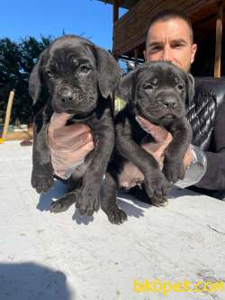 İTALYAN MASTİFFİ CANE CORSO YAVRULARIMIZ 2