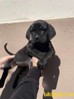 İTALYAN MASTİFFİ CANE CORSO YAVRULARIMIZ 3