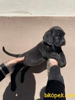 İTALYAN MASTİFFİ CANE CORSO YAVRULARIMIZ 5
