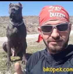 İthal Cane Corse 2