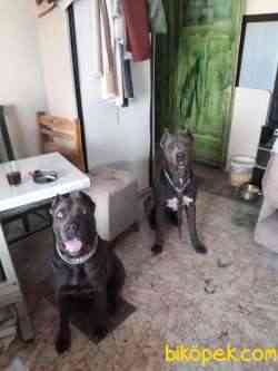 İthal Cane Corse 4