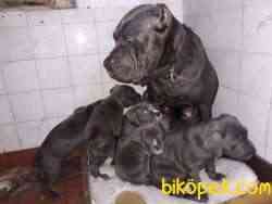 İthal Cane Corse 5
