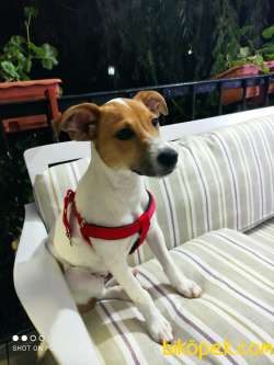 İzmirde 3.5 Aylık Erkek, Anne Baba Jack Russell, Aşılar Tamam 4