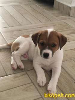 İzmirde 3.5 Aylık Erkek, Anne Baba Jack Russell, Aşılar Tamam 5