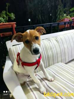 İzmirde 3.5 Aylık Erkek, Anne Baba Jack Russell, Aşılar Tamam 1