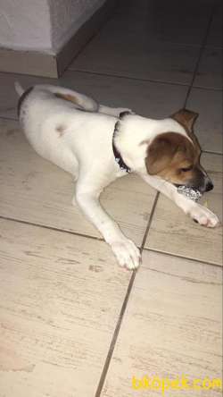 İzmirde 3.5 Aylık Erkek, Anne Baba Jack Russell, Aşılar Tamam 2