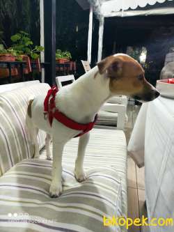İzmirde 3.5 Aylık Erkek, Anne Baba Jack Russell, Aşılar Tamam 3