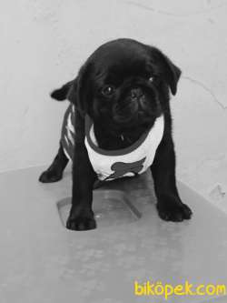 Izmirde Ev Ortamindan Safkan Pug Mobs Yavrular 2