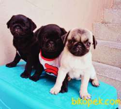 Izmirde Ev Ortamindan Safkan Pug Mobs Yavrular 3
