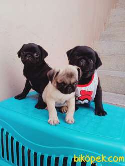 Izmirde Ev Ortamindan Safkan Pug Mobs Yavrular 1