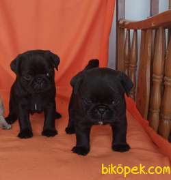 Izmirde Ev Ortamindan Safkan Pug Yavrular 1