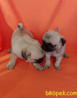 Izmirde Ev Ortamindan Safkan Pug Yavrular 3