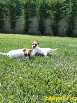 JACK RESSUL TERRIER BEBEKLERİMİZ 3