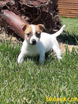 JACK RESSUL TERRIER BEBEKLERİMİZ GELDİ 3