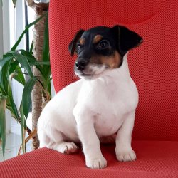 JACK RESSUL TERRIER YAVRULARI 1