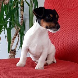 JACK RESSUL TERRIER YAVRULARI 3