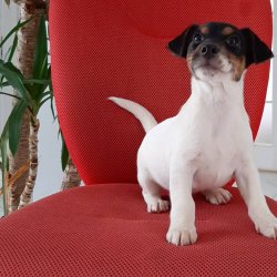 JACK RESSUL TERRIER YAVRULARI 4