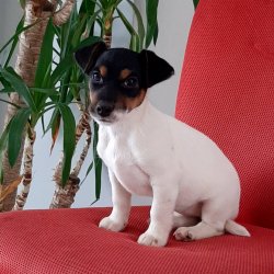 JACK RESSUL TERRIER YAVRULARI 2