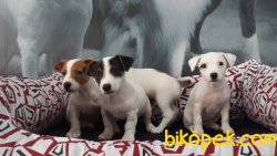 JACK RESSUL TERRIER YAVRULARIMIZ 4