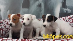 JACK RESSUL TERRIER YAVRULARIMIZ 2