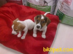 JACK RESSUL TERRIER YAVRULARIMIZ 3