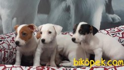JACK RESSUL TERRIER YAVRULARIMIZ 3