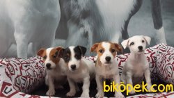 JACK RESSUL TERRIER YAVRULARIMIZ 4