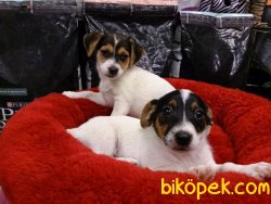 JACK RESSUL TERRIER YAVRULARIMIZ 2