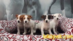 JACK RESSUL TERRIER YAVRULARIMIZ 5