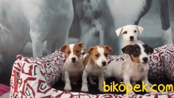 JACK RESSUL TERRIER YAVRULARIMIZ 3